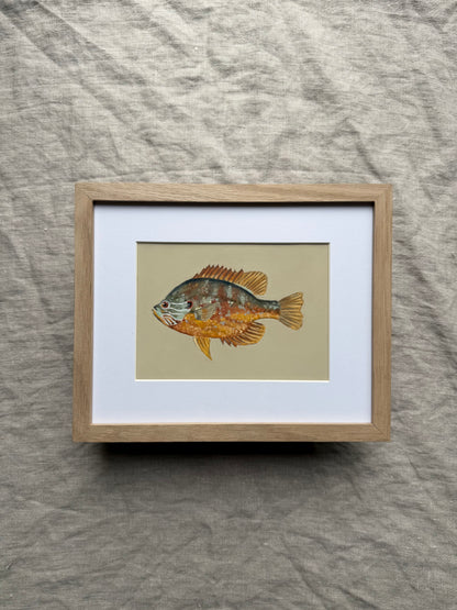 Pumpkinseed