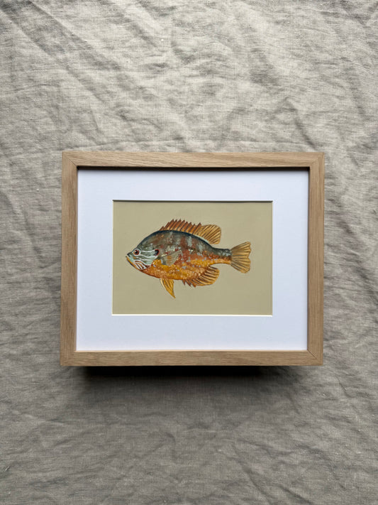 Pumpkinseed