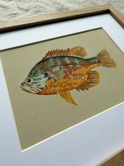 Pumpkinseed