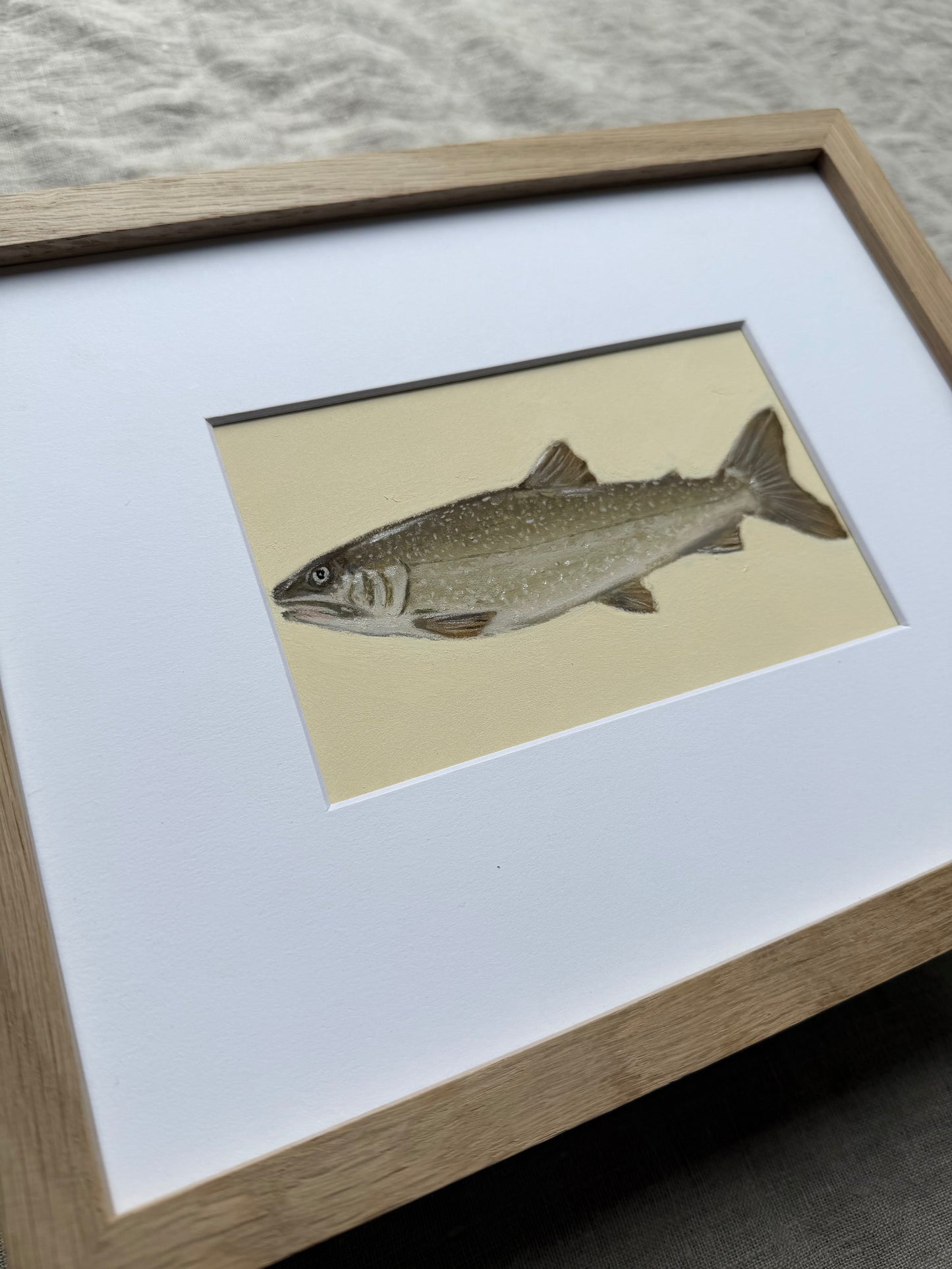 Lake Trout