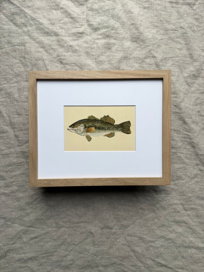 Bass