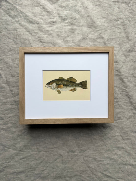 Bass