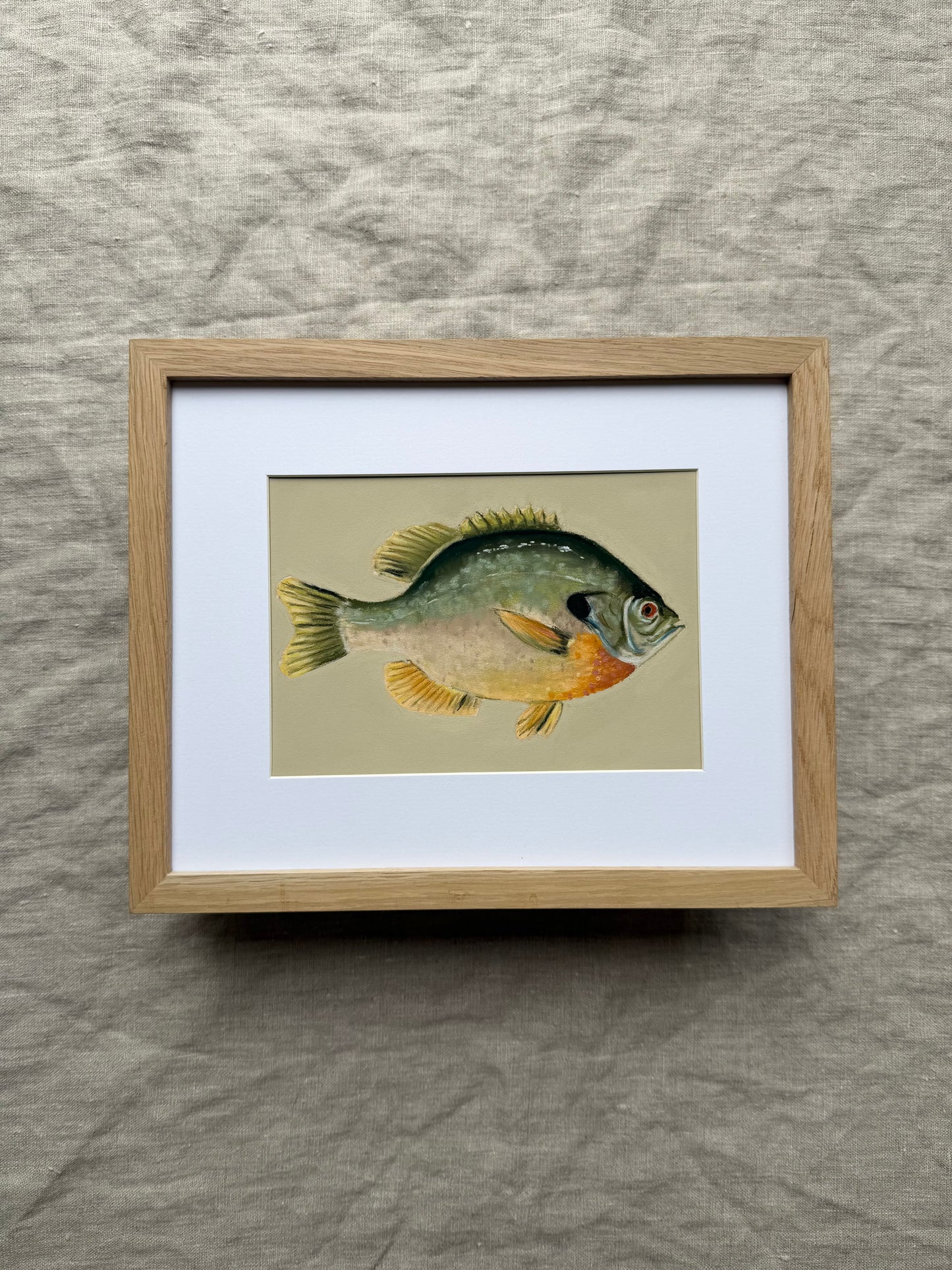 Bluegill