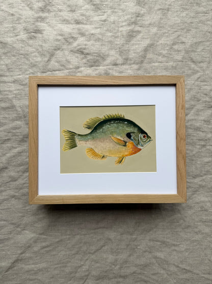 Bluegill