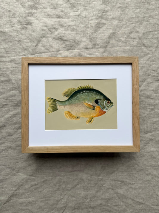 Bluegill