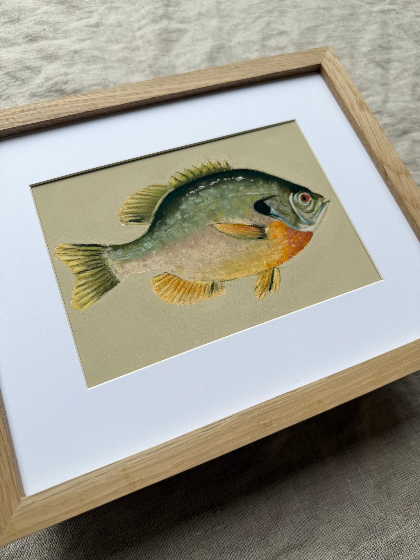 Bluegill