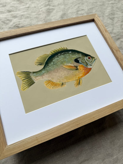 Bluegill